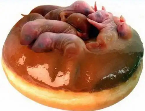 三吱儿,中国十大禁菜之一,极其残忍,极其恶心,胆小的没入哦