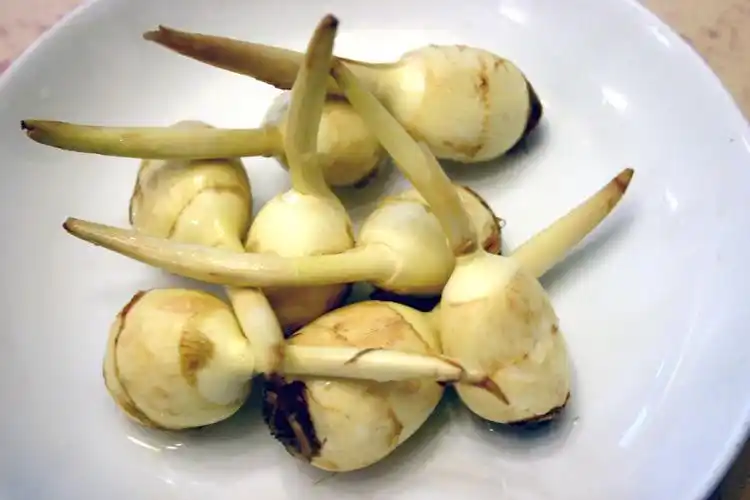 慈菇的功效与作用以及禁忌图片_39健康网_精编内容