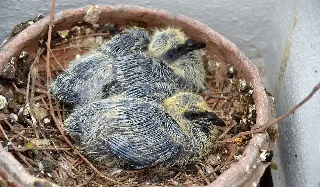 人工孵化及人工哺育乳鸽技术要点_鸽子孵化机_乳鸽孵化机