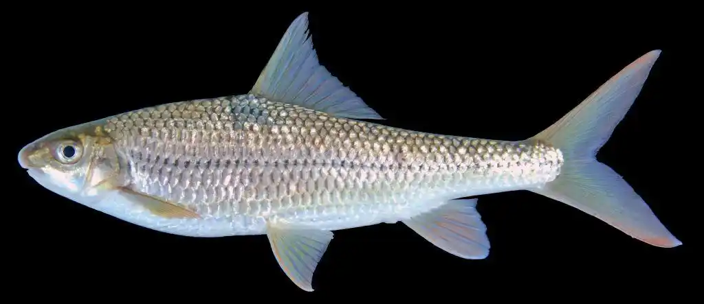 中文学名:白甲鱼,拉丁学名:onychostoma sima,别称