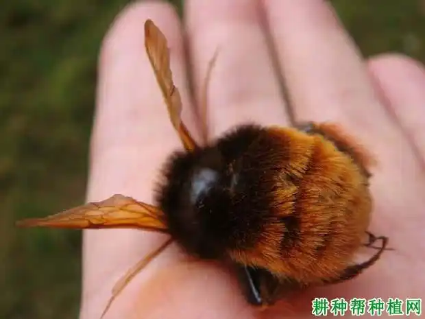 人头蜂(胡蜂科)