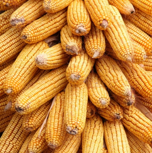 供应非转基因玉米