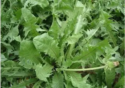 这种草竟然是一种良药