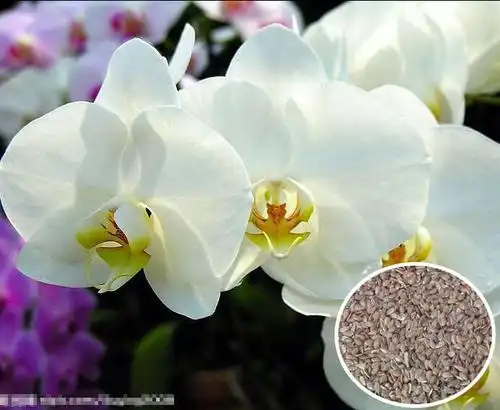 兰花种子