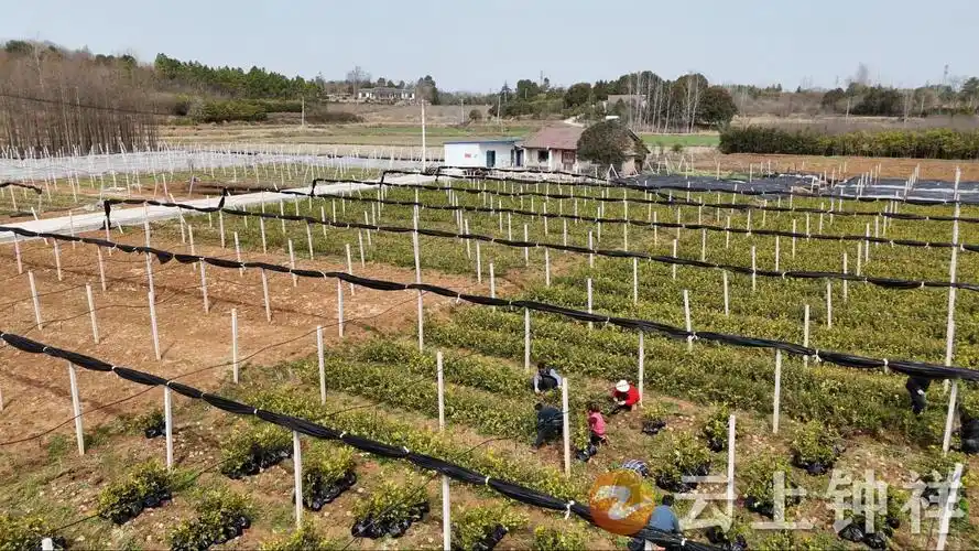 湖北钟祥:发展油茶种植 建好"树上油库"