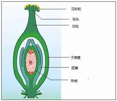 子房的拼音_子房的读音_子房的英文 - 词语子房-趣快排seo