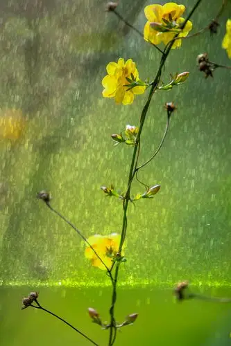 雨中的迎春花,清新脱俗.