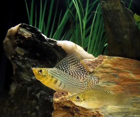 一个缸到底能养几只曼龙?