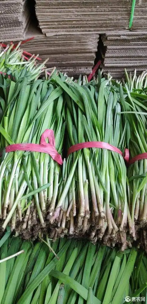[大叶韭菜批发] 汉中韭菜价格0.6元/斤 - 惠农网