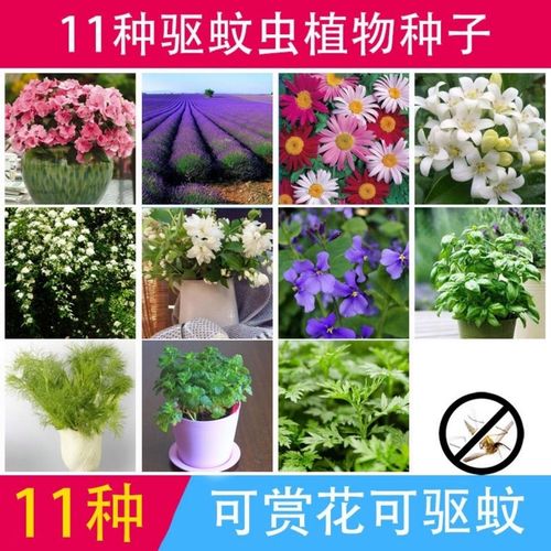 驱蚊草种子除虫菊套餐艾草花种子花草四季播阳台盆栽种籽组合11款