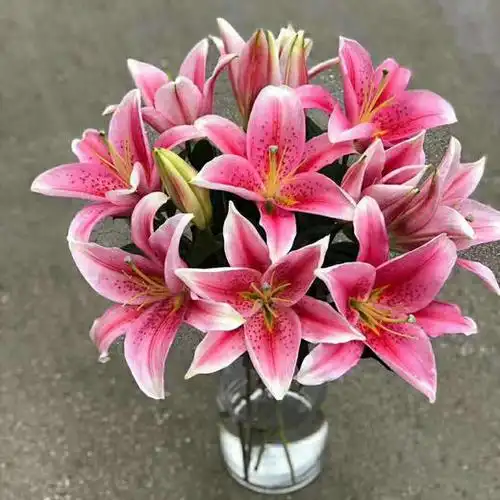 百合·梯伯 - 花c鲜花供应链