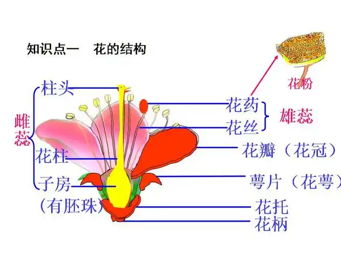 展开全部 这是花的结构 向左转  向右转