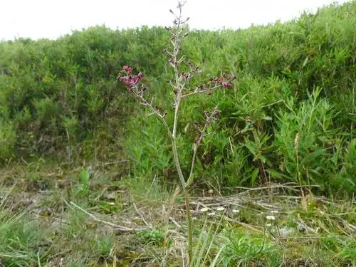 *欢迎读者补充此物种资讯,特别欢迎提供照片及同种异名*