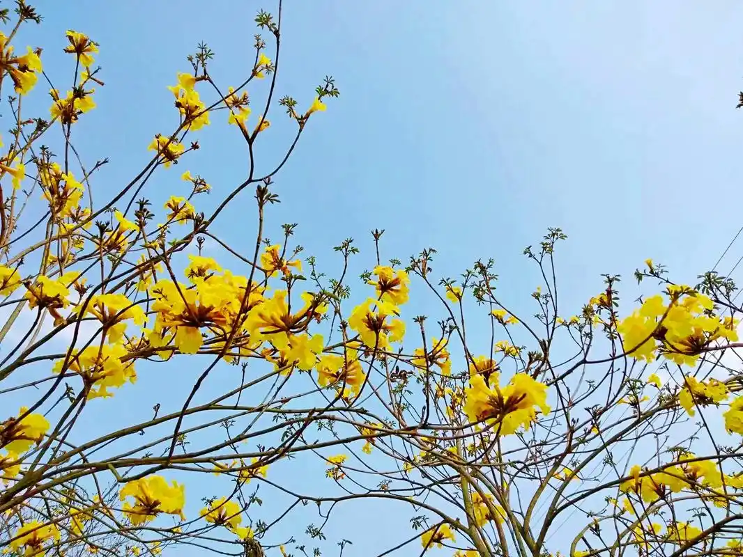 黄花风铃木是委内瑞拉的国树,是巴西的国花.#原创作品#纯美大 - 抖音