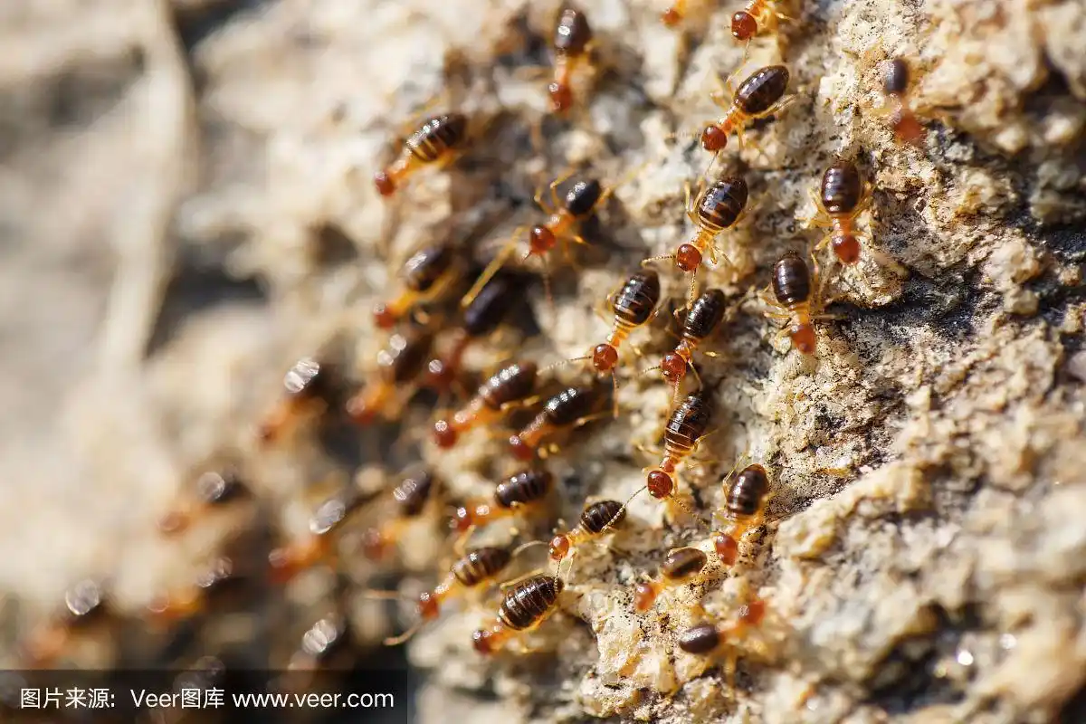 蚂蚁,褐色,,热带气候,野生动物