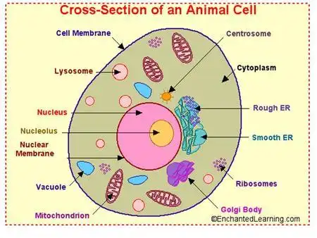parts of an animal cell for kids