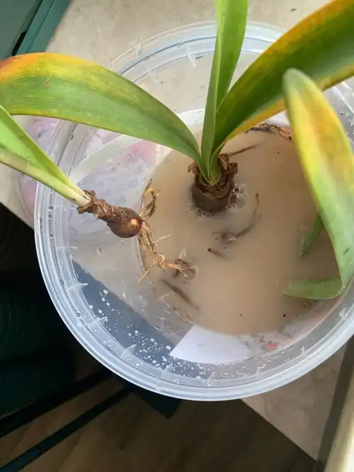 我的兰花为什么叶子越来越黄最后软塌掉落