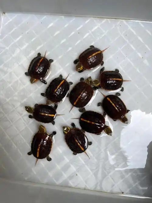 22年纯种安缘苗