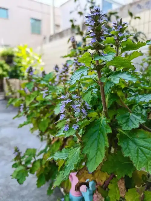 筋骨草又叫苦草