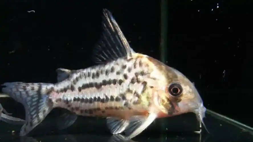 158种鼠鱼图鉴让人大开眼界