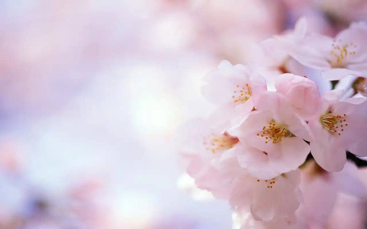 盛开的桃花唯美桌面壁纸高清大图预览1680x1050_植物壁纸下载_美桌网