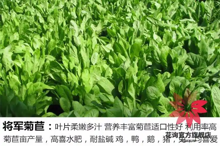 00g店铺:花询官方旗舰店商品编号:10037325586678商品名称:牧草种子