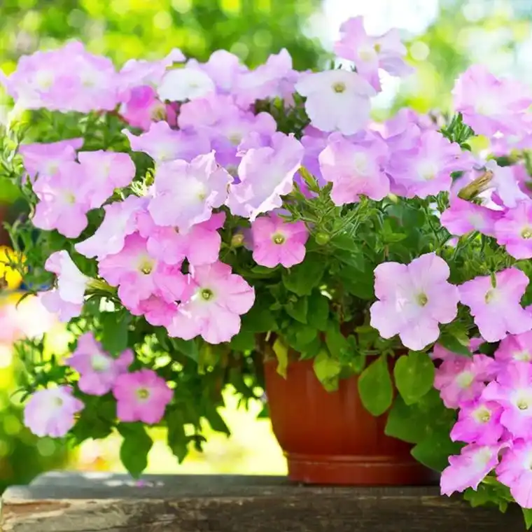 富彩矮牵牛种子1克(约9000粒)混色矮喇叭花籽室内外盆栽春 - 抖音