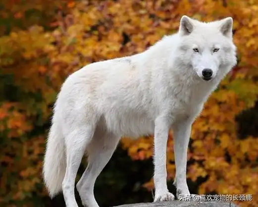 纽芬兰白狼(纽芬兰白狼灭绝了吗)-图2