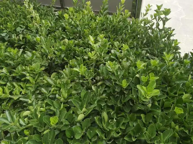 校园里的植物,也因为同学们的到来而焕发出了生机