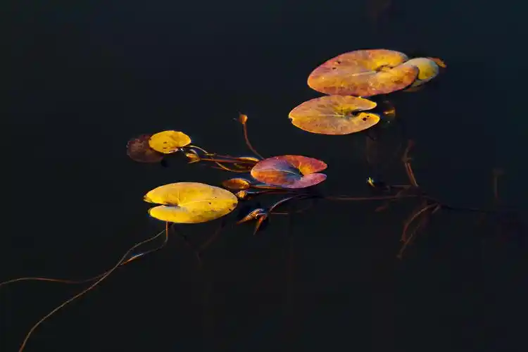 我镜头下的浮萍