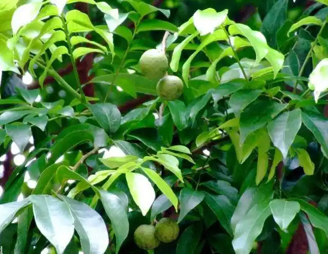 路边酷似人脸的银棯是健胃解毒醒酒的中药