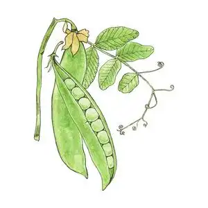 绿豌豆. 手绘新鲜蔬菜. 真实水彩画照片