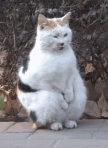 探店vlog|瞒着主子去猫咖撸猫,胆子越来越肥了!