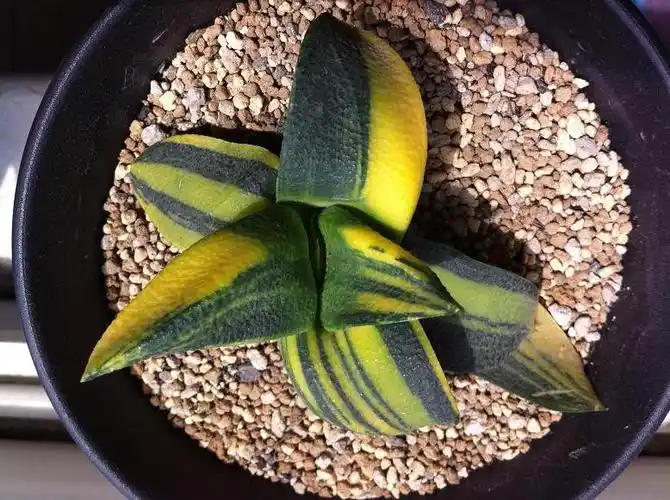 卧牛锦的生长习性和养护手法 – 多肉联萌