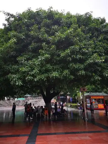 这一棵树生命力顽强,树冠直径有五六十米,树下可以容纳好多人乘凉.