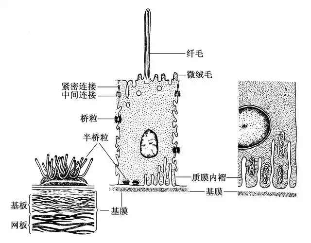 上皮组织的特殊结构人体形态学