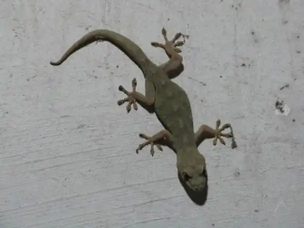 10月31日 小壁虎