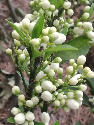 在大自然里感受草木的生命气息!