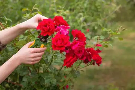 干灌木在阳光明媚的夏日,女孩在花园里剪下灌木丛(玫瑰).