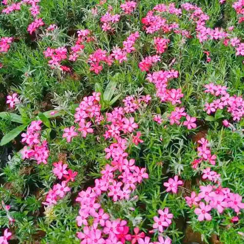 现货订购福禄考地被花卉福禄考景区福禄考