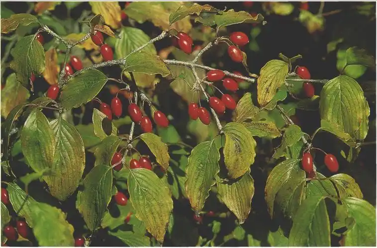 山茱萸-园林植物-图片