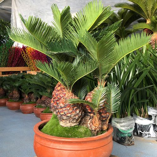 铁树盆栽多头艺术名贵盆景送礼礼品长辈领导大型绿植