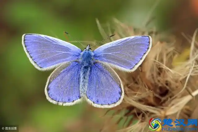 飞蛾扑火歇后语意思(15句飞蛾扑火的爱情语录)