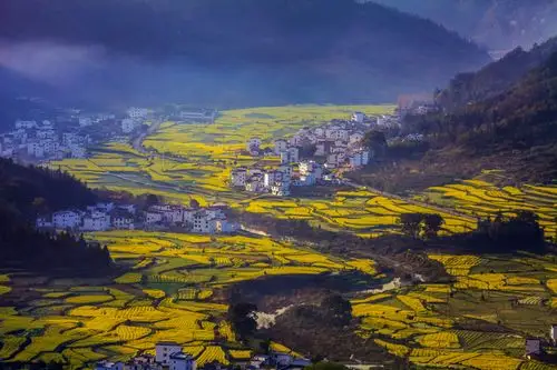 【醉美黄花摄影图片】江西婺源风光摄影_月来花弄影_太平洋电脑网摄影