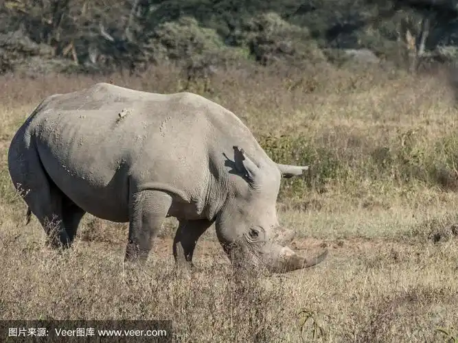 清晨,一头成年犀牛在大草原上吃草