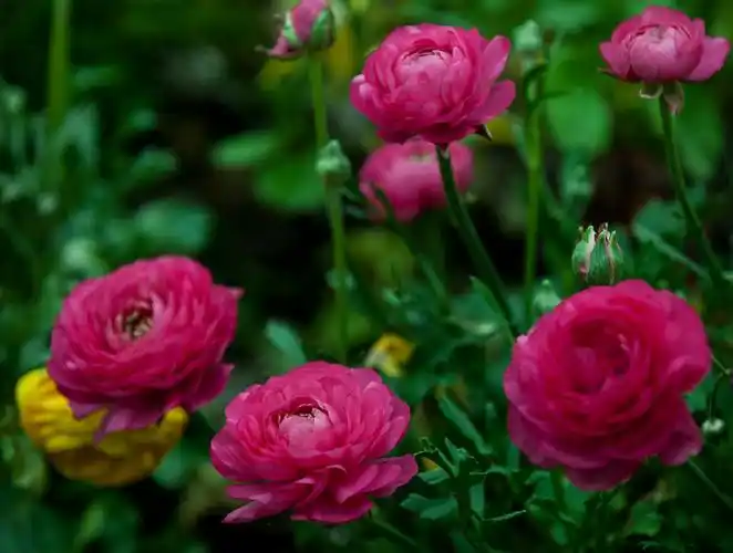 逛公园随拍几片花毛莨~~~~~~~~~~~请指导!