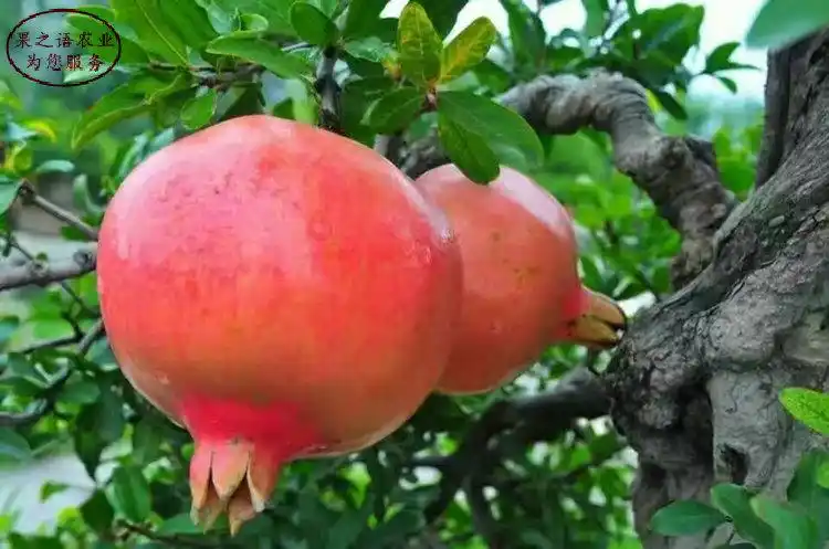 5cm石榴树苗品种2018新报价