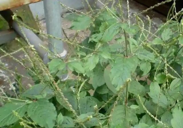 倒扣草的功效与作用(农村3种会钩人的野草)