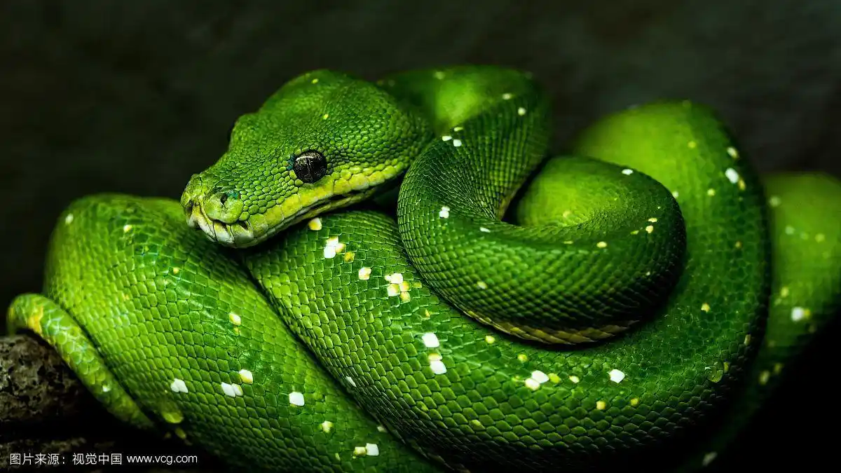 蛇绿色的毒蛇