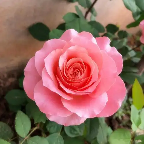 月季花"珊瑚果冻",花大香浓,四季勤开,皮实好养活,适合新手